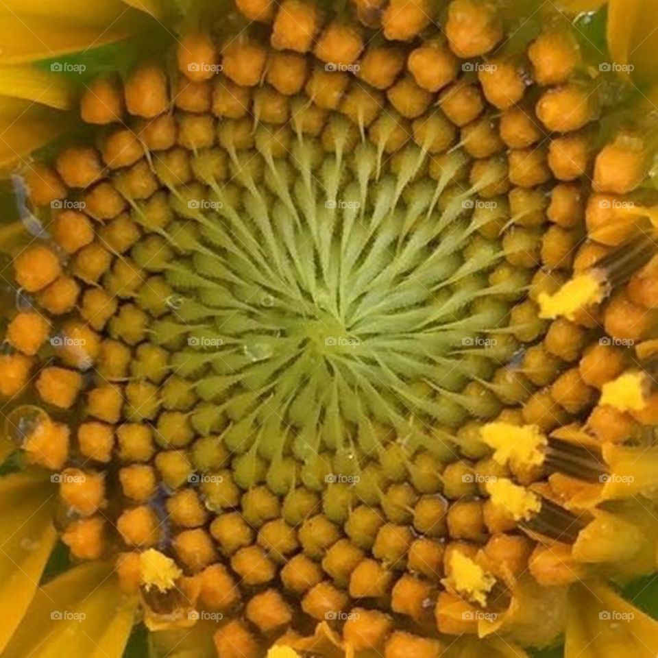 Inside a sunflower 