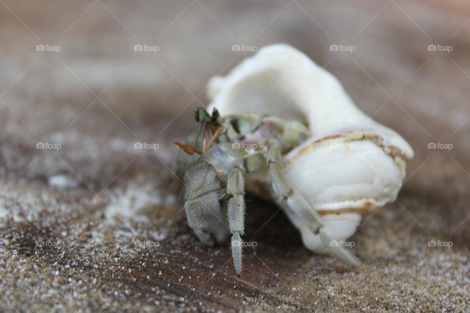 Hermit crab