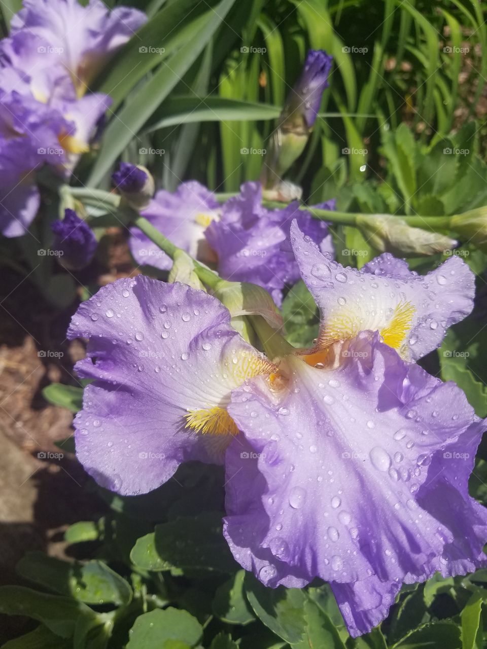 purple iris flower blossom