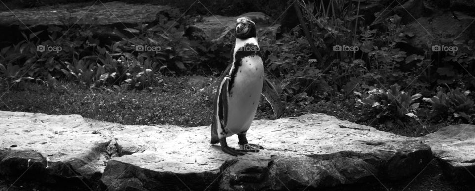 Penguin in Berlin Zoo