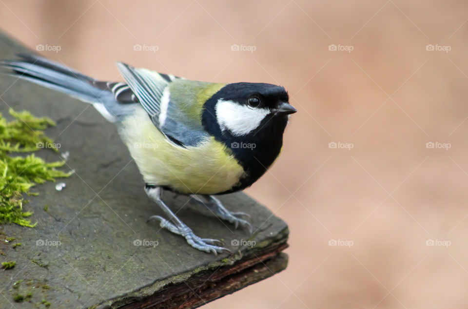 Great titmouse bird