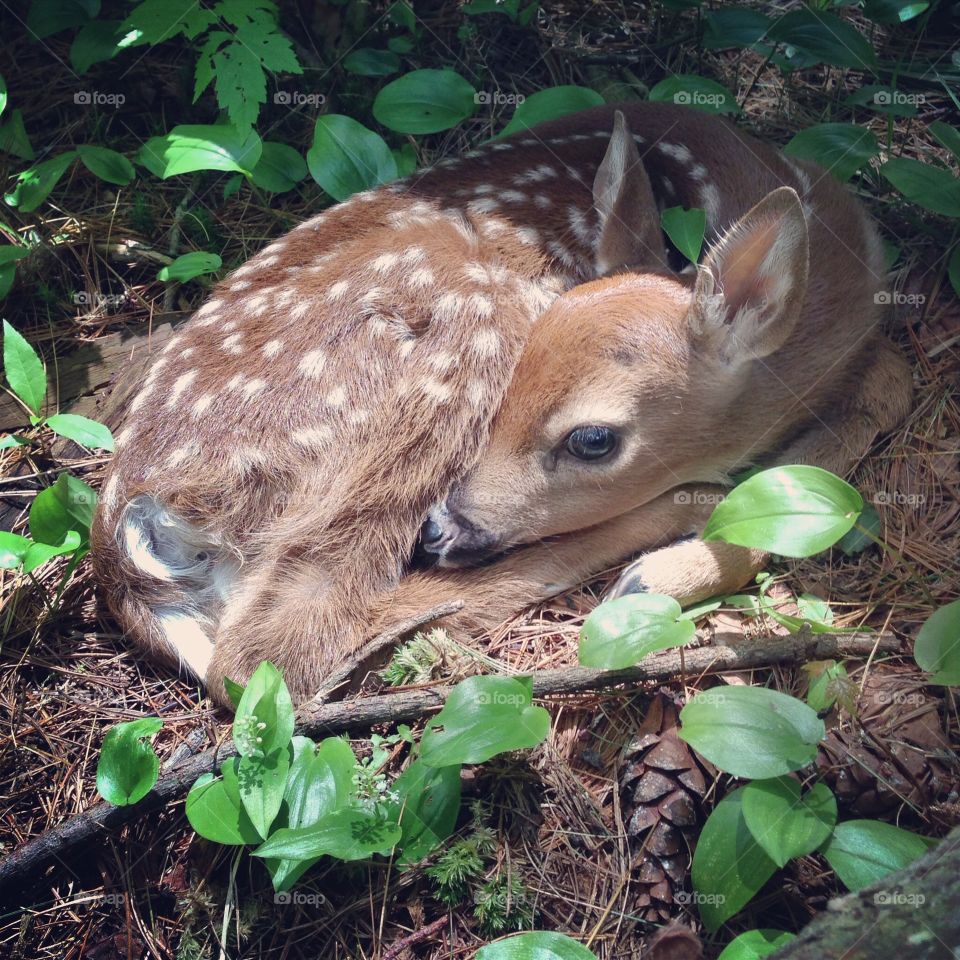 High angle view of young deer