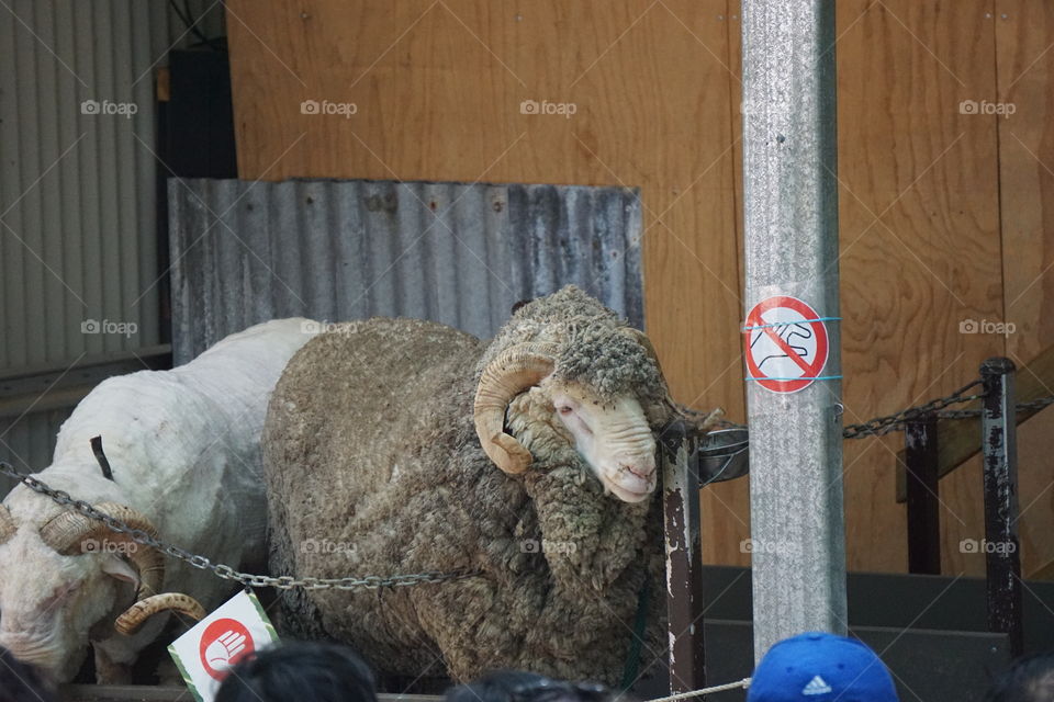 Marino sheep