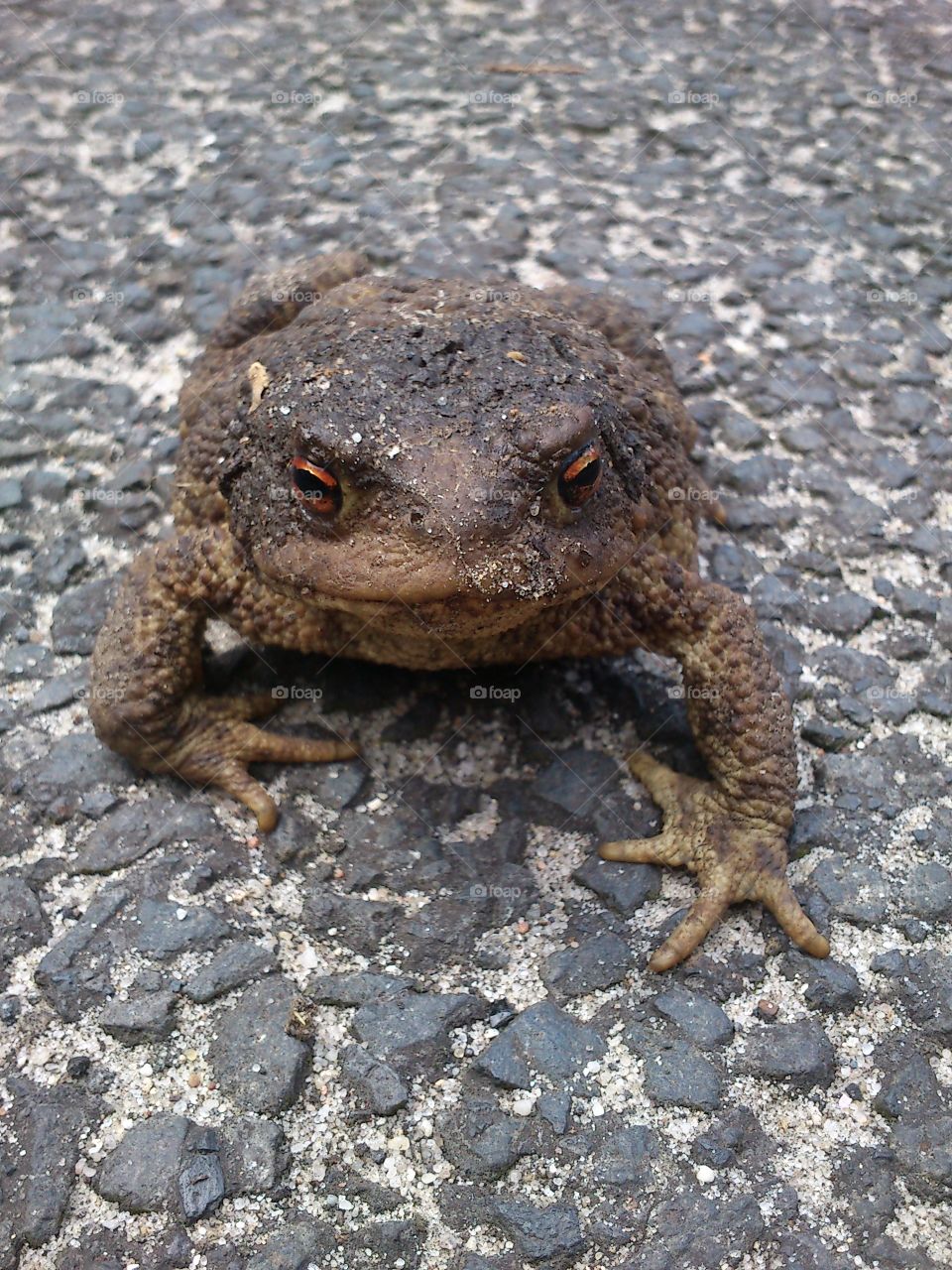 Frog on the pavement