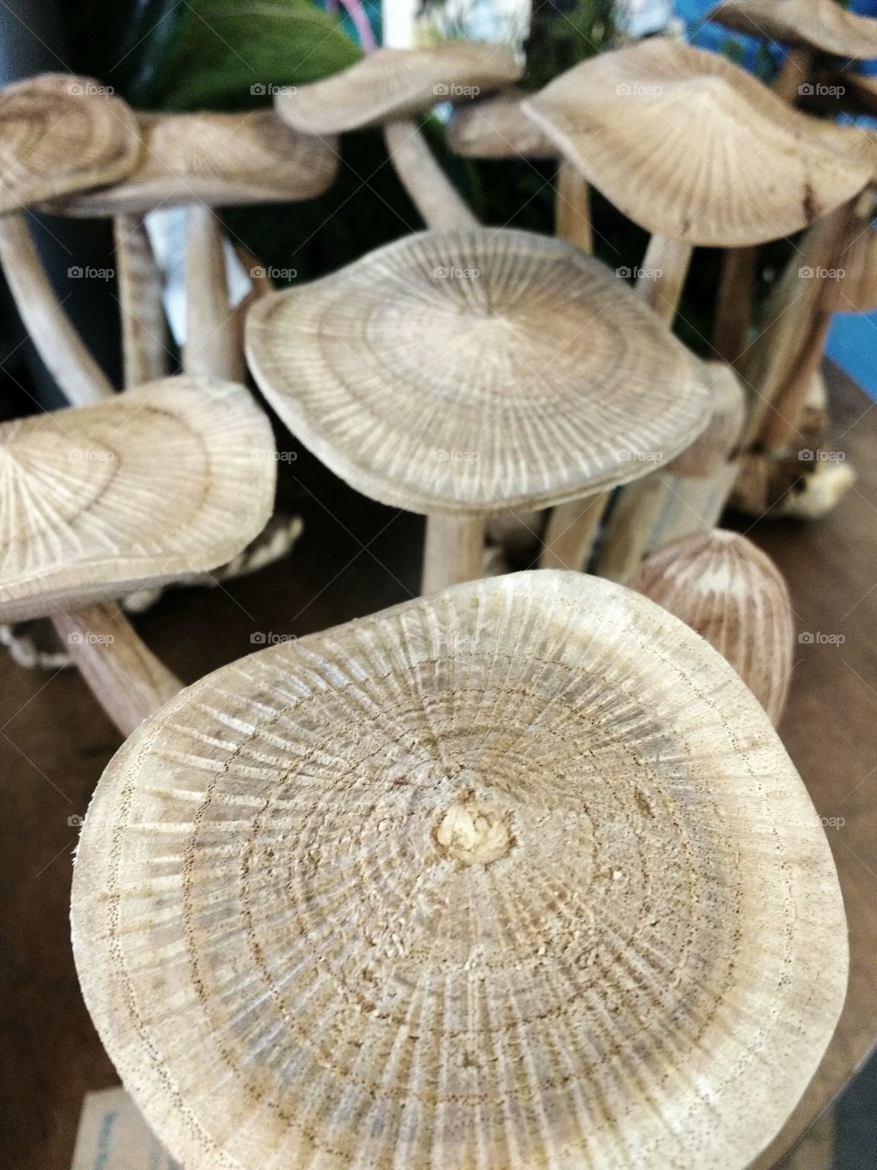 Mushroom Club
