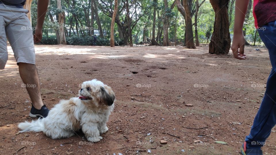 dog in a park.