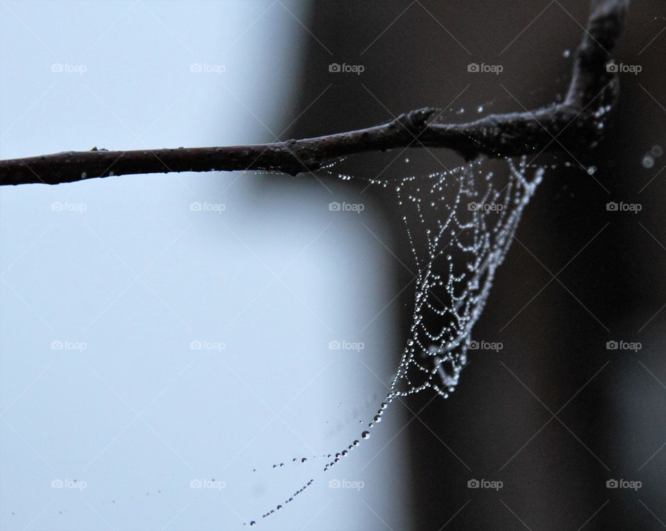 a spiderweb necklace coveted in waterdrops.