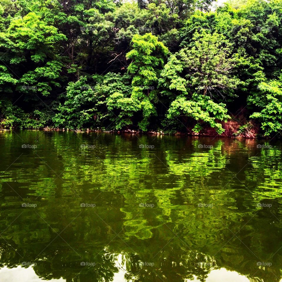 Reflection of forest in river