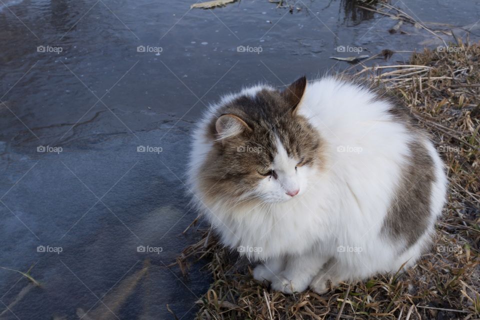 Cat by ice pond on farm 