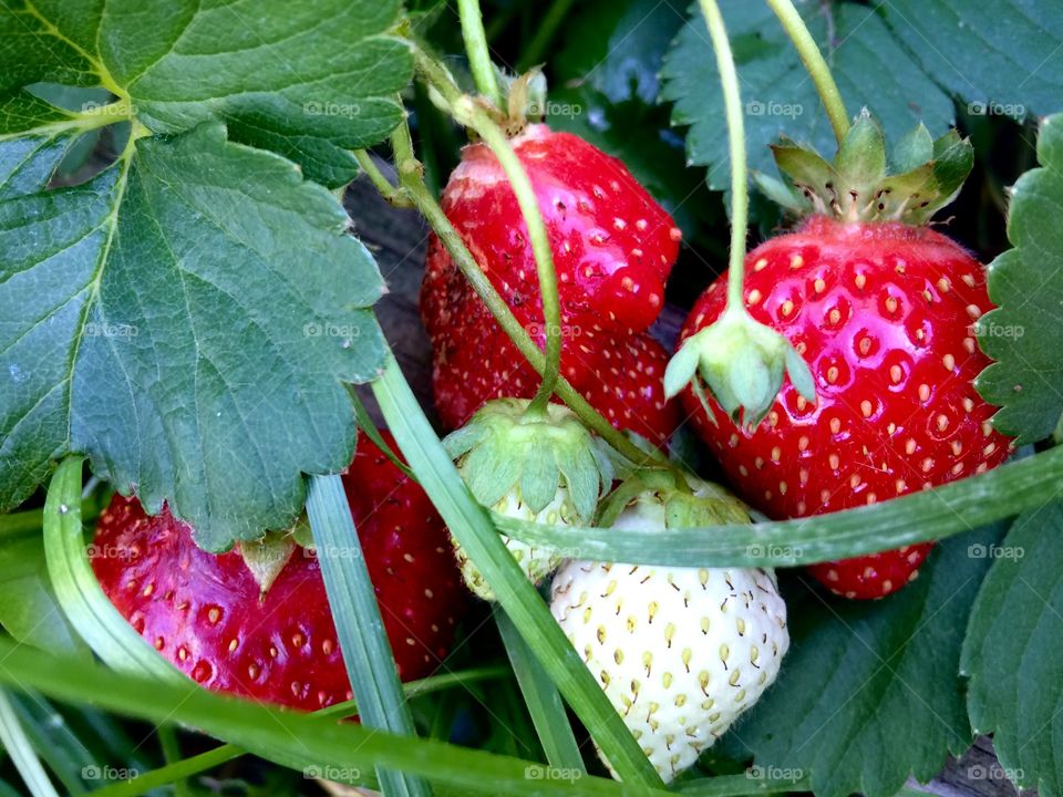 Strawberry garden