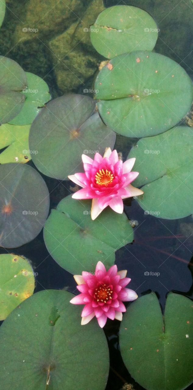 water lily