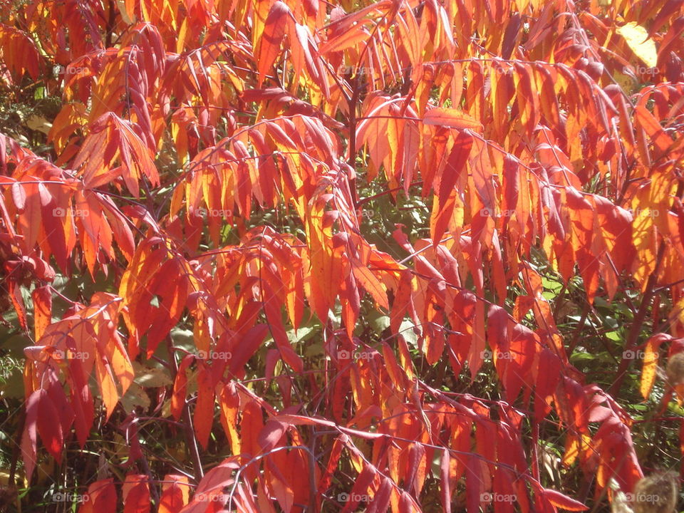 fall sumac