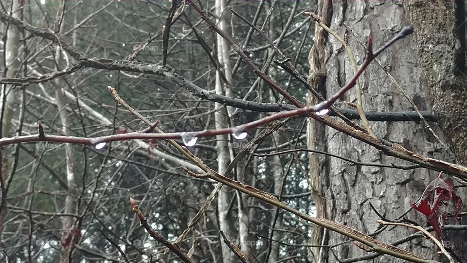 Tree, Nature, Wood, No Person, Branch