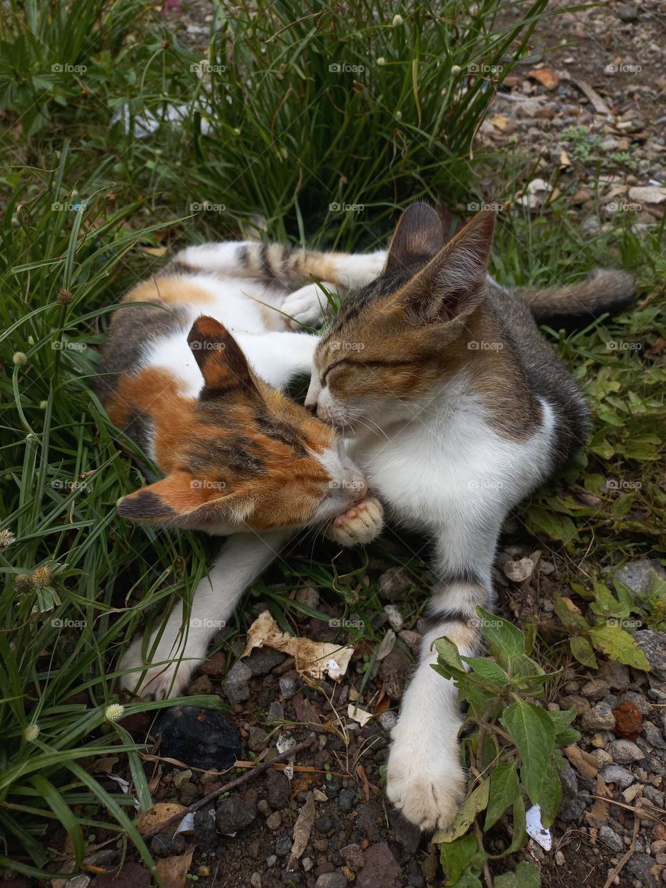 Cute kitten playing in the grass