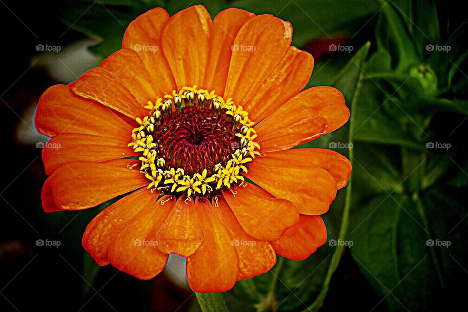 Orange Flower Power