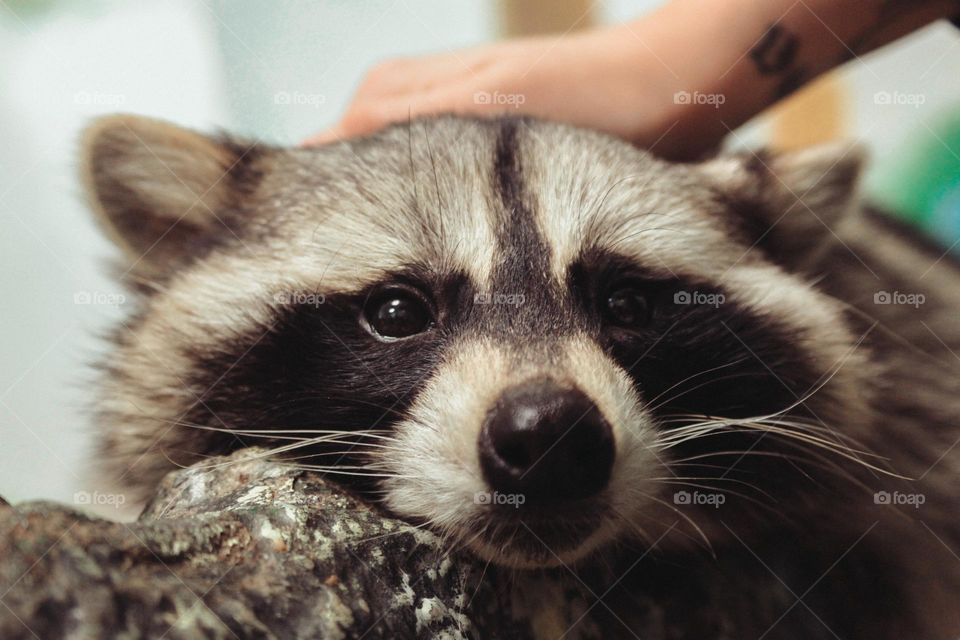 cute raccoon