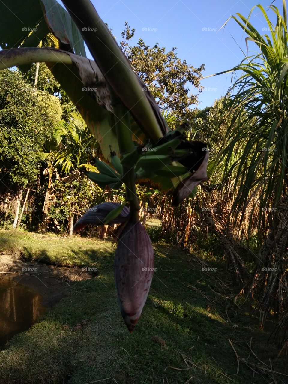 Banana flower with banana