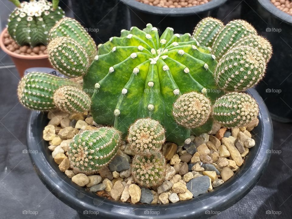 desert plant. cactus.