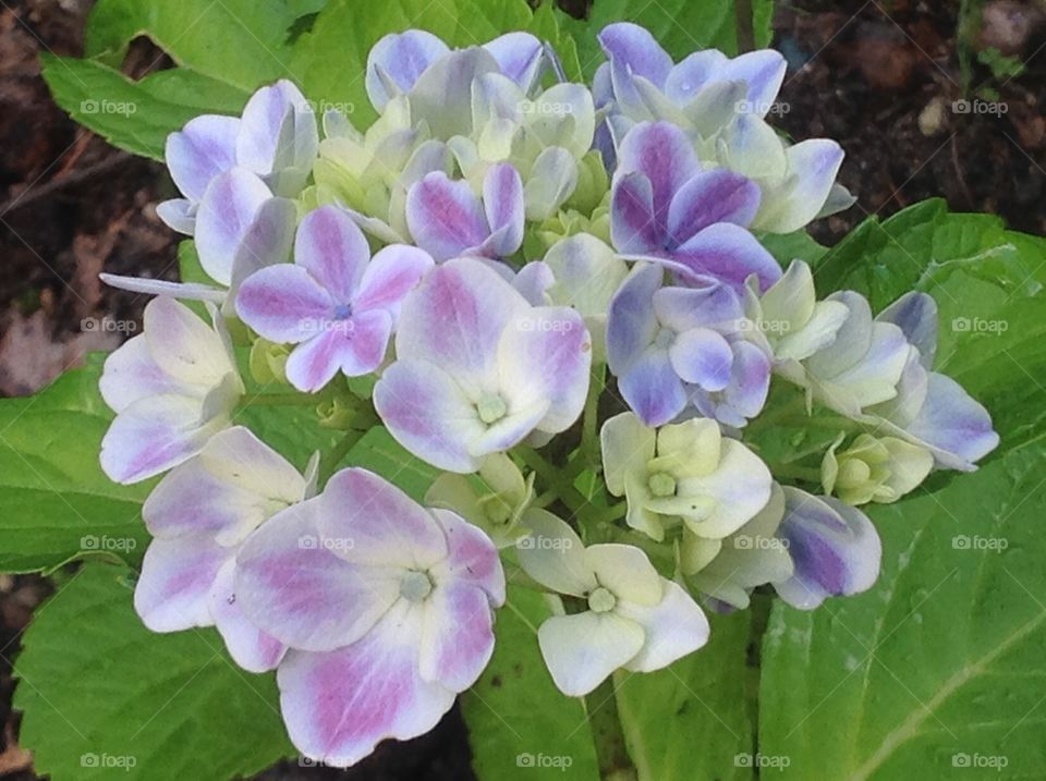 Beautiful hydrangea.