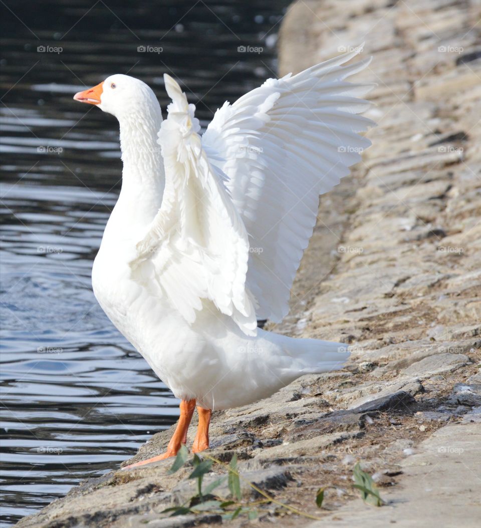 a white duck flapping its wings at the edge of a pond