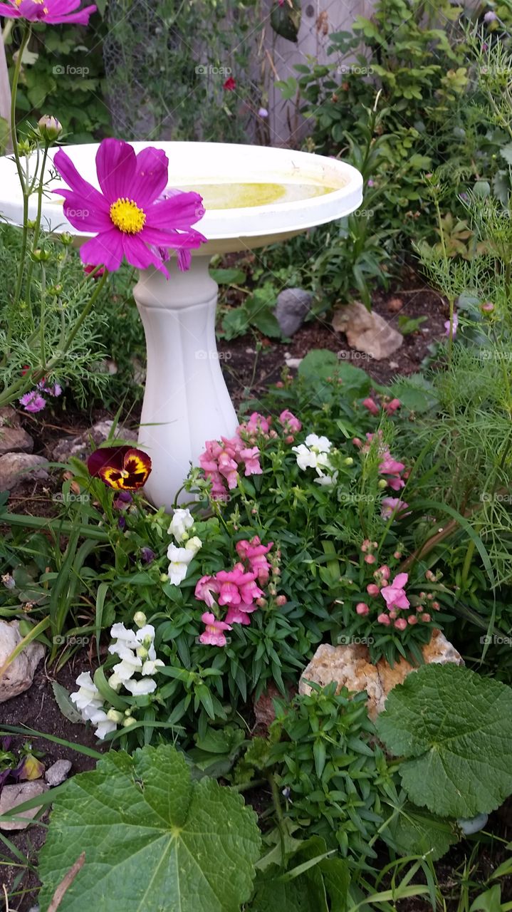 front yard. snapdragons came back from 2 yrs ago