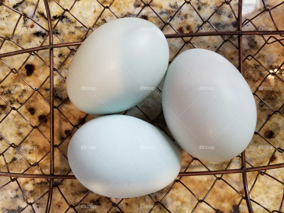 Blue Chicken Eggs