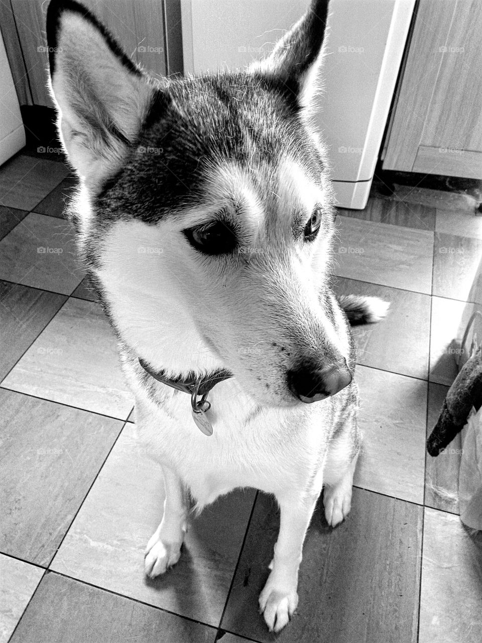 My Siberian husky sitting on my kitchen floor in black and white