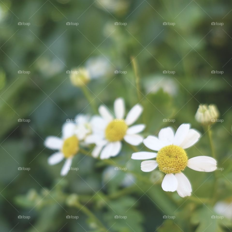 Daisies in the garden.