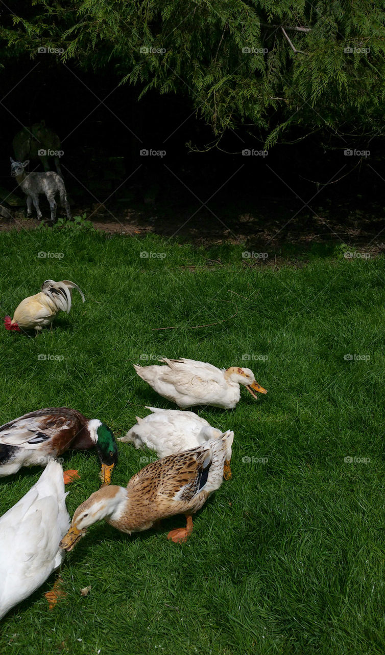 Feeding the birds