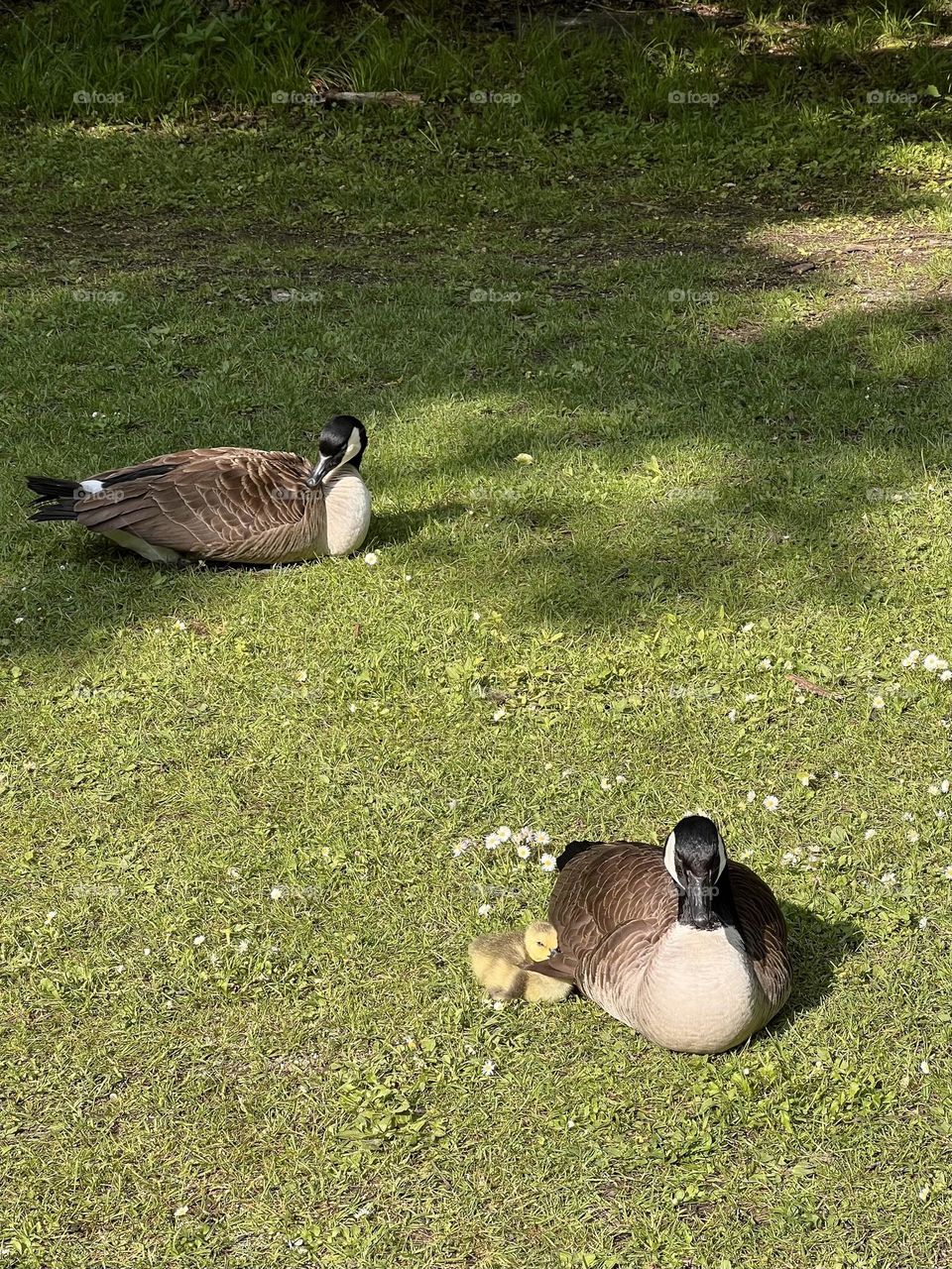 Canadian goose mom with her yellow gosling on a meadow