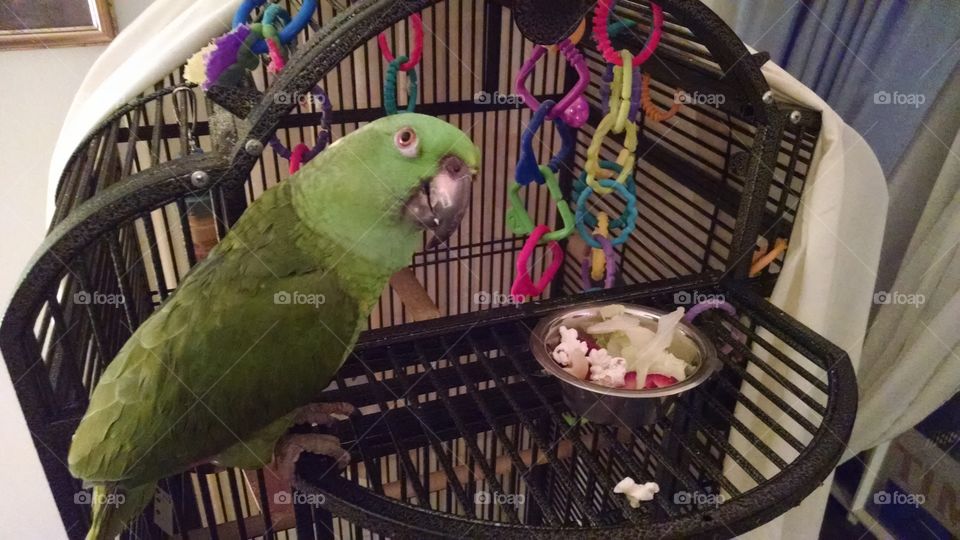 yellow naped Amazon parrot bird tropical