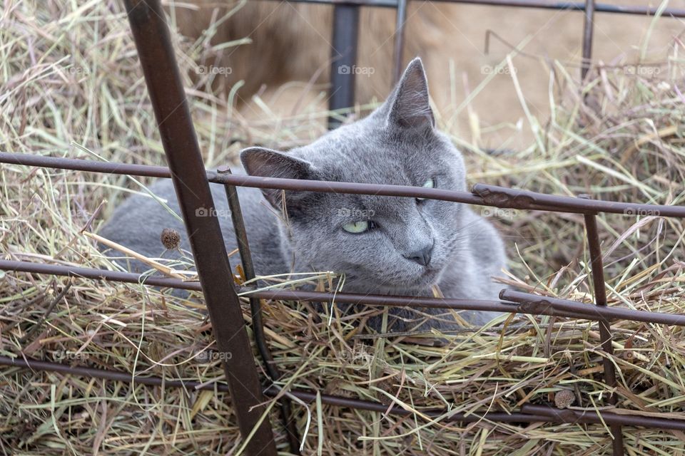 Cat sleeping in hay