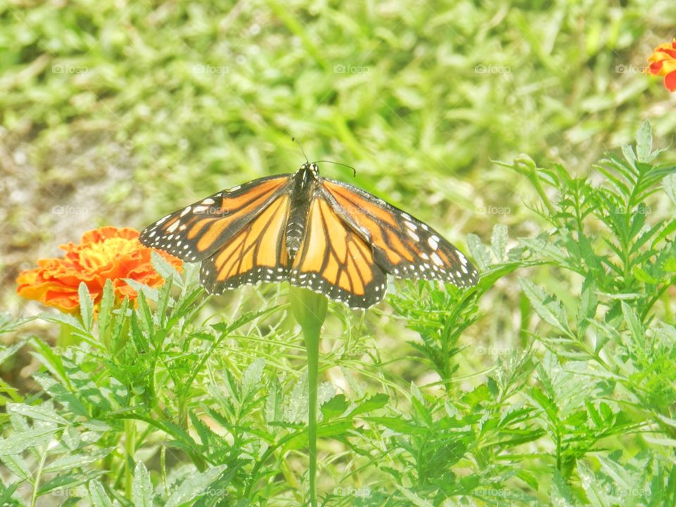 Butterfly, Nature, Summer, Insect, Flower