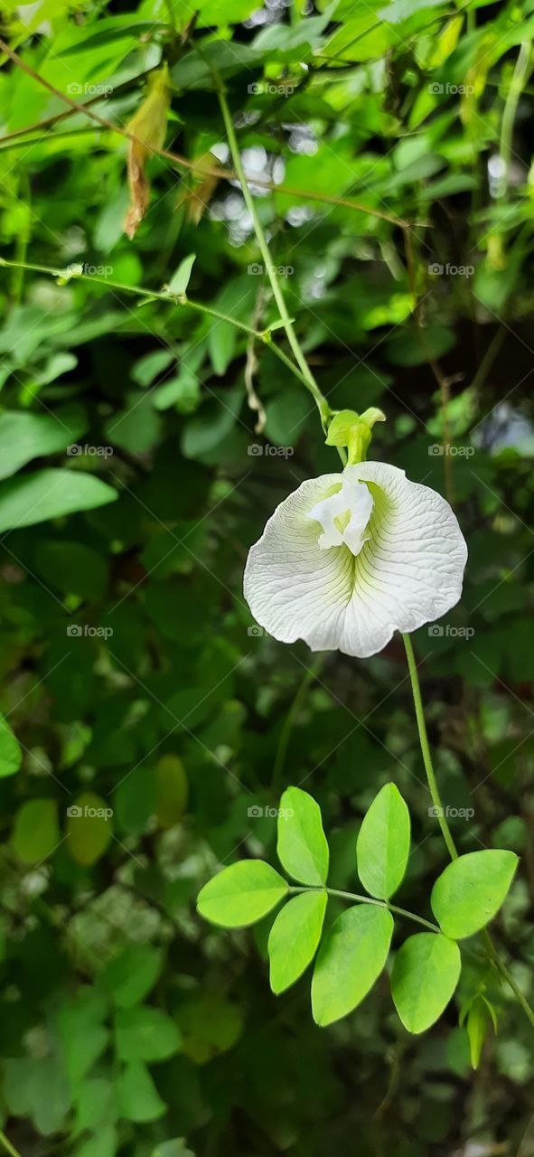 It's Beautiful White Flower #Natural Picture #Original Content