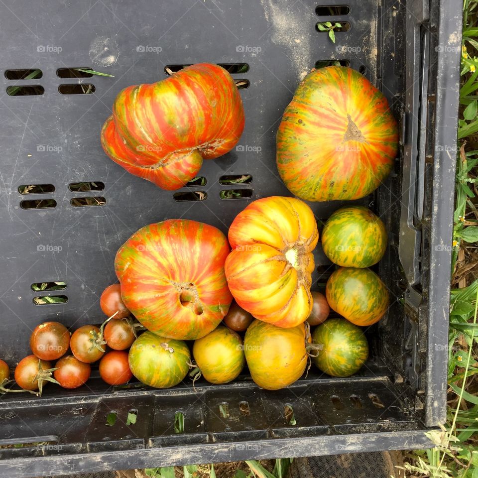 Tie-dye tomatoes. I had no idea how many types of tomatoes there are. I thought these were pretty. 