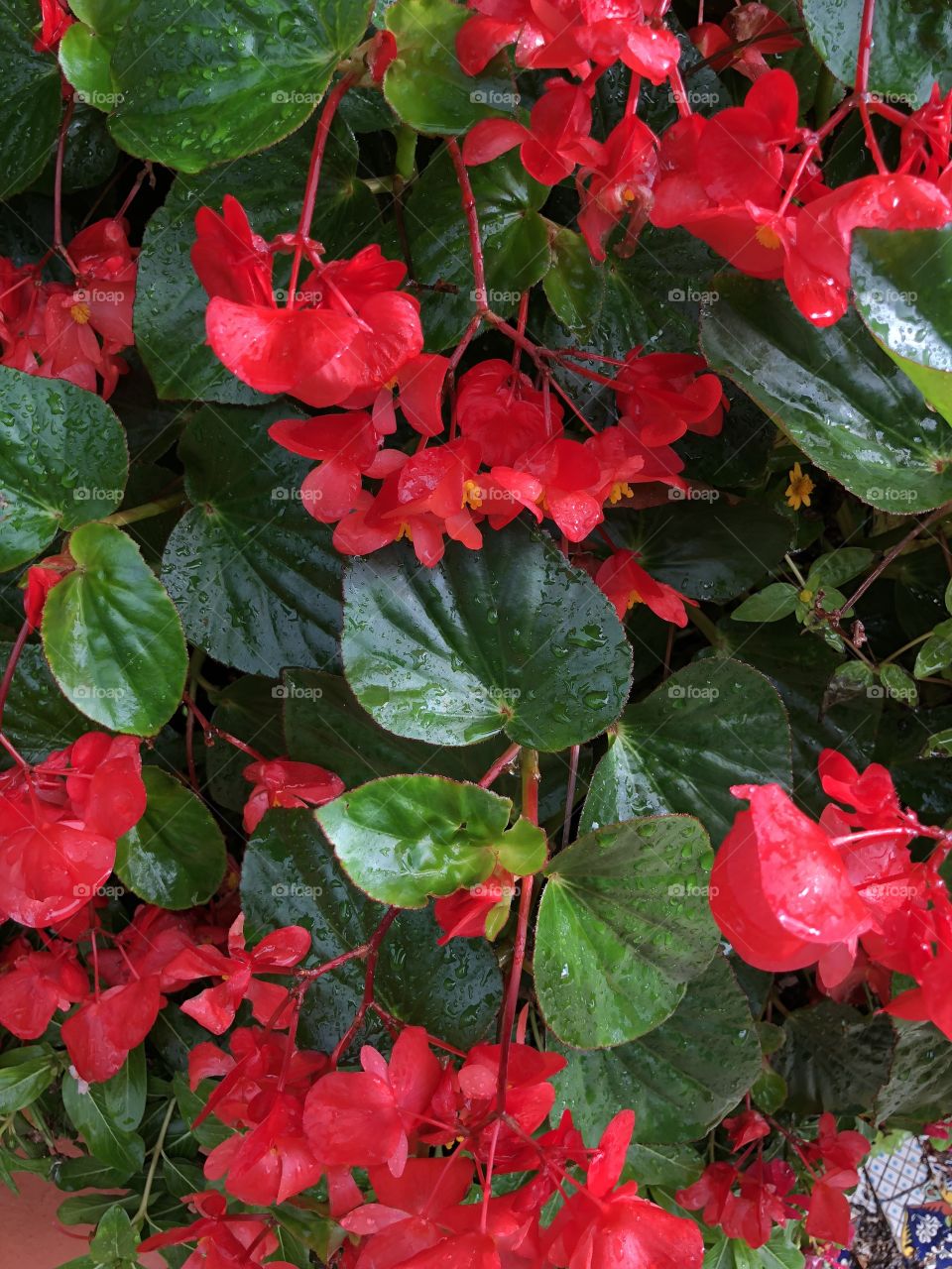 Flowers after rain fall
