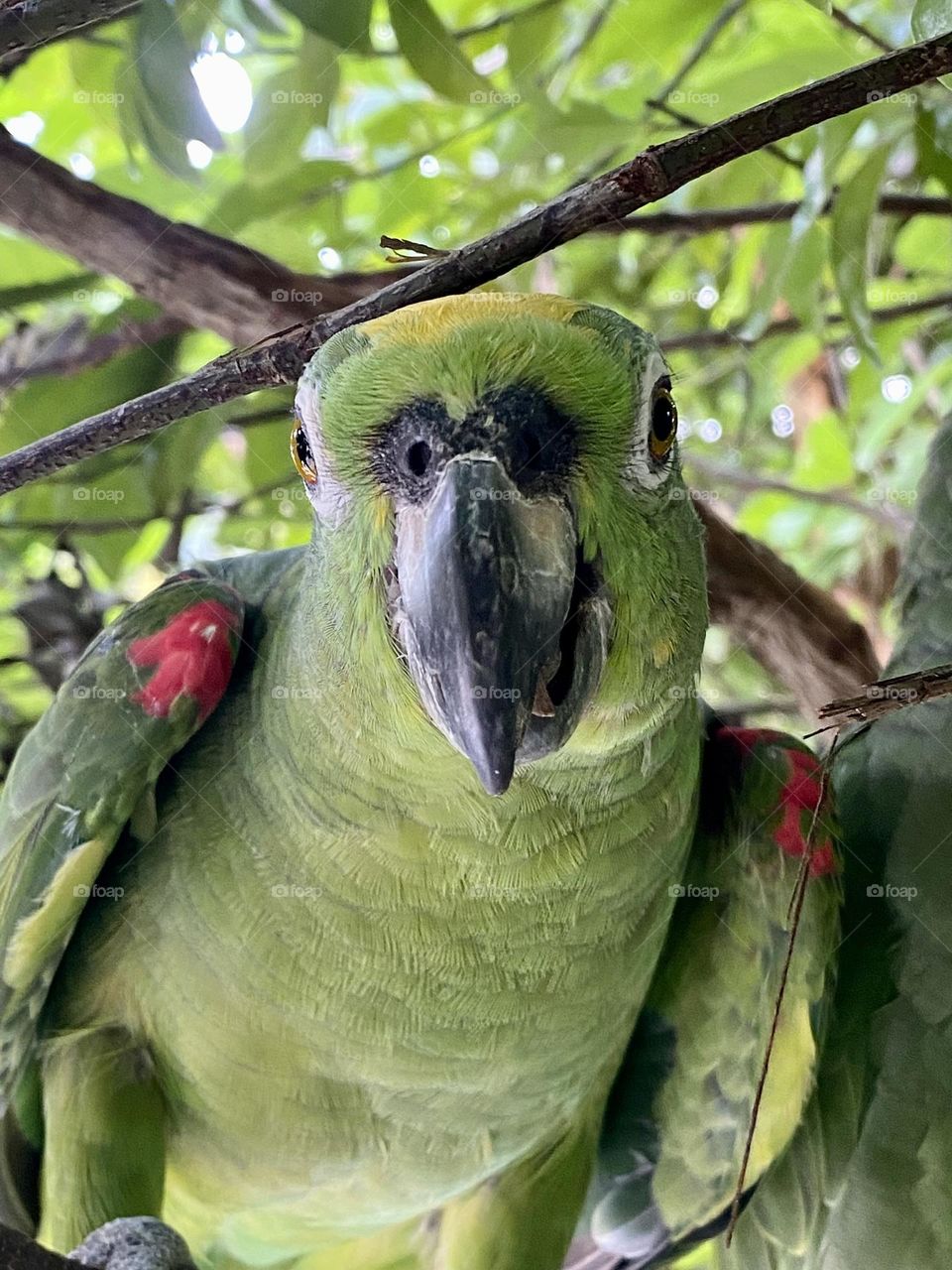 A yellow-winged parrot sitting in a tree
