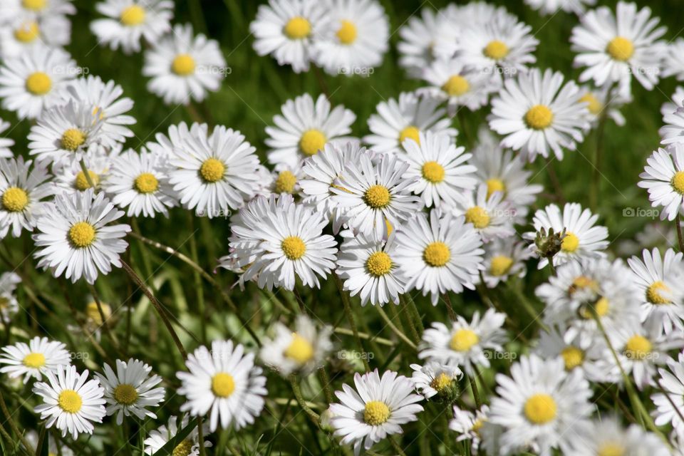 Field of blooming daisy  flowers growing in the grass 