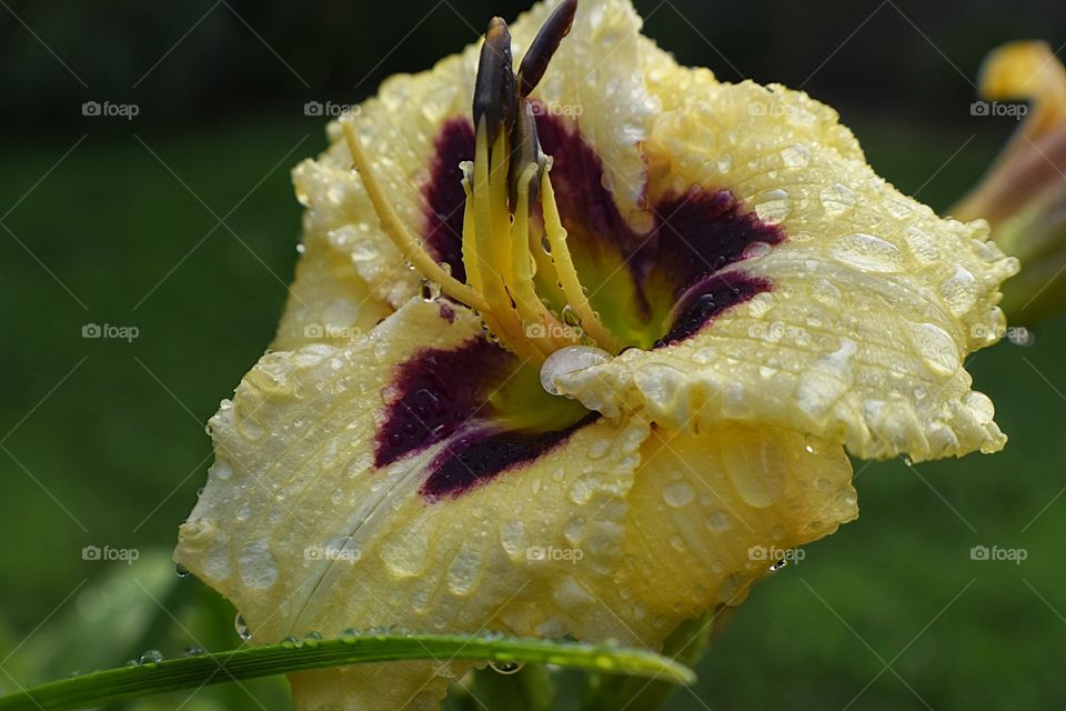 Dew drop on day lily