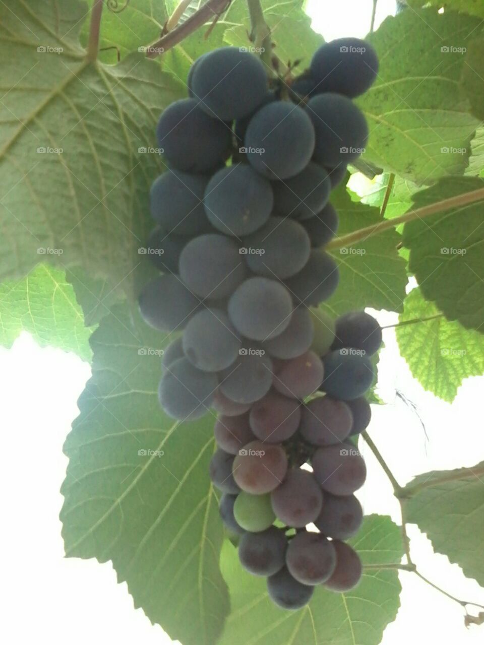 uvas
