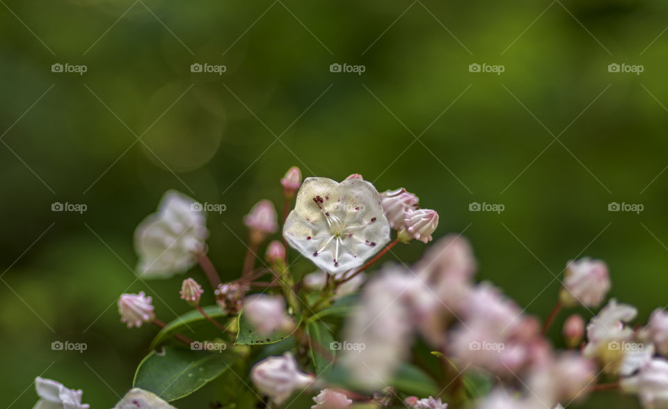 Mountain Laurel Flora