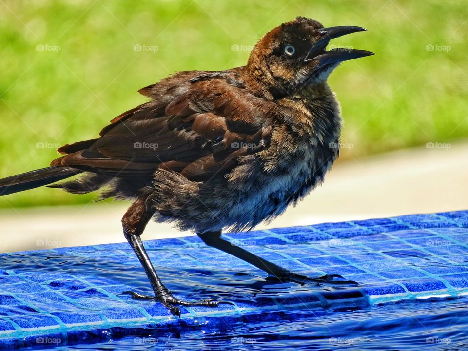 Happy Bird In Water