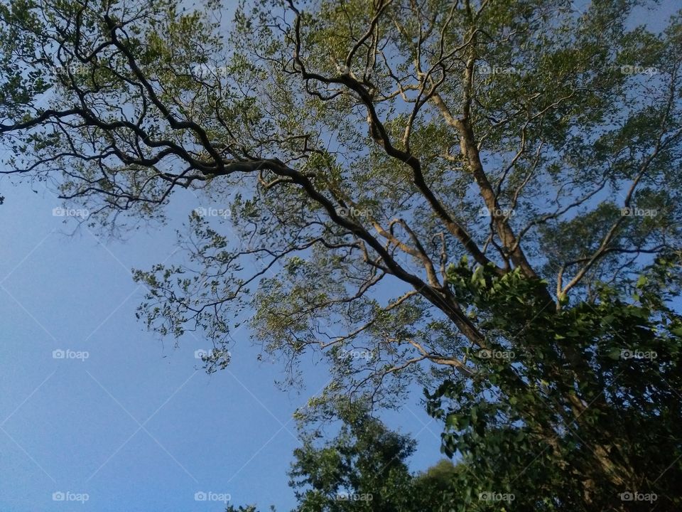 A beautiful trees in the forest.