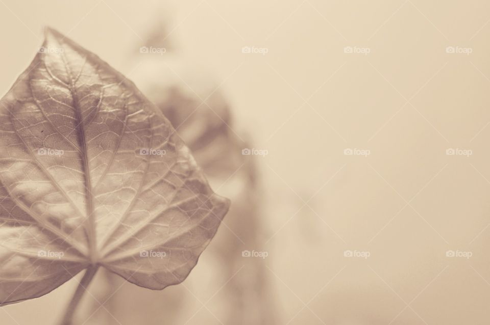 Leaf, Nature, Blur, Flora, No Person