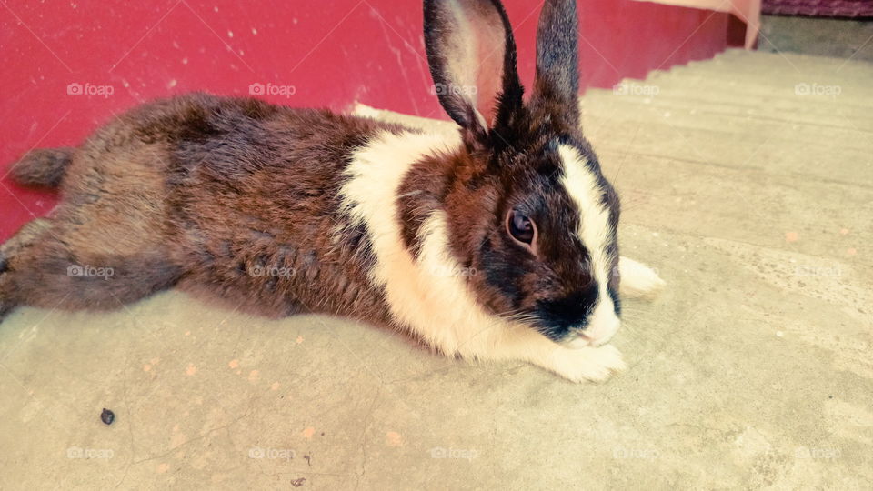 Rabbit Nice Look India