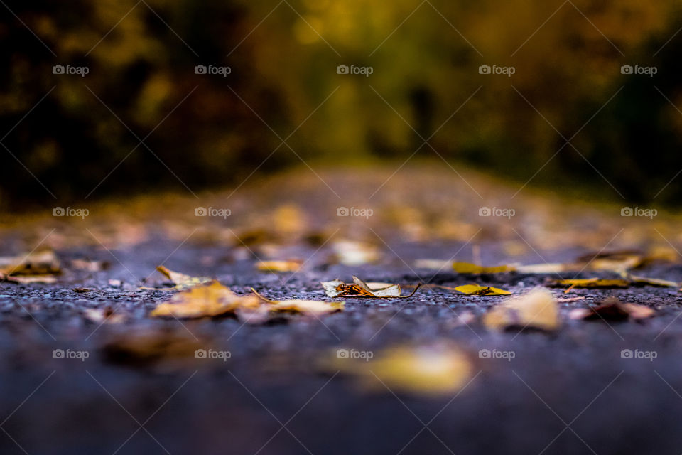 A ground shot in fall, that path was littered with leaves. 