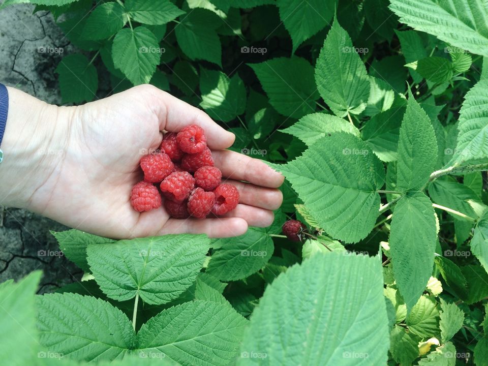 Leaf, No Person, Food, Fruit, Berry