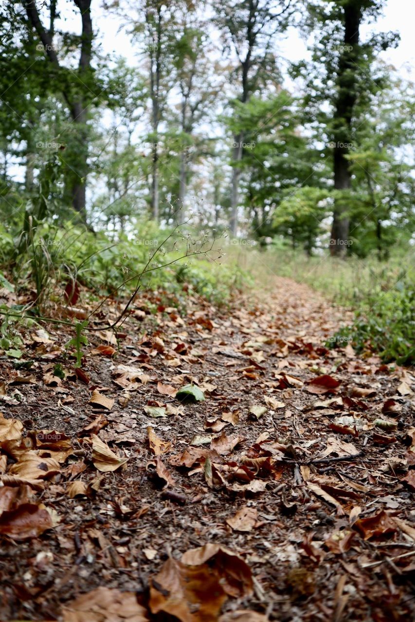 Fall leaves on the path in the forest