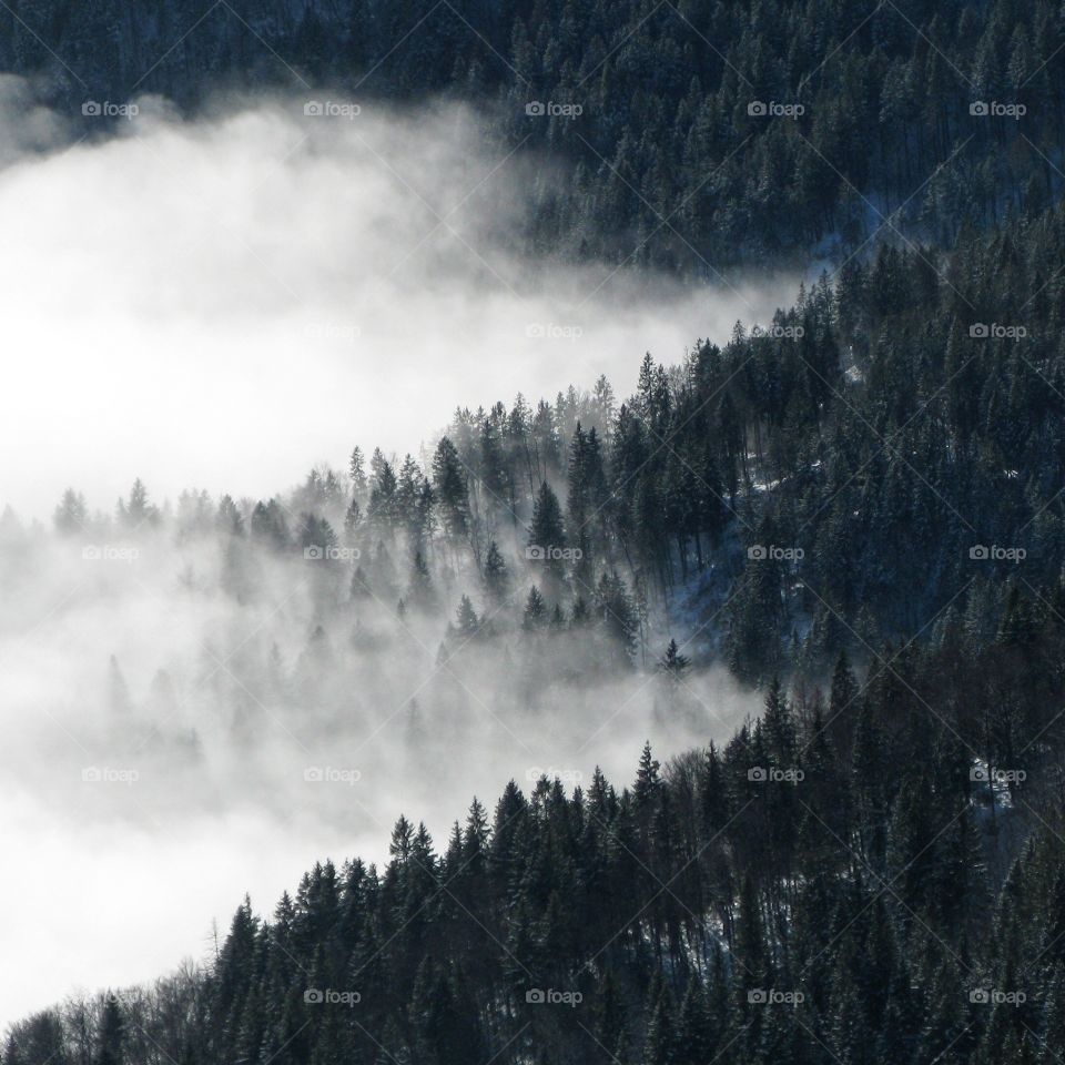 Fog in forest