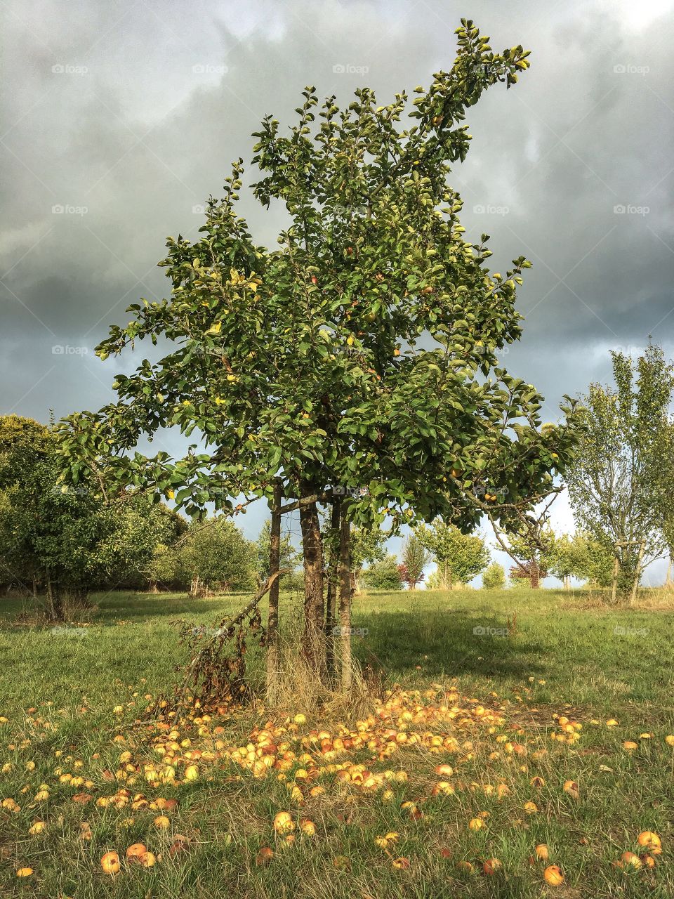 Apple orchard 